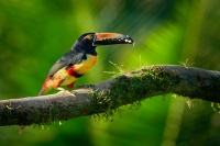 Arassari pestry - Pteroglossus torquatus - Collared Aracari o4029